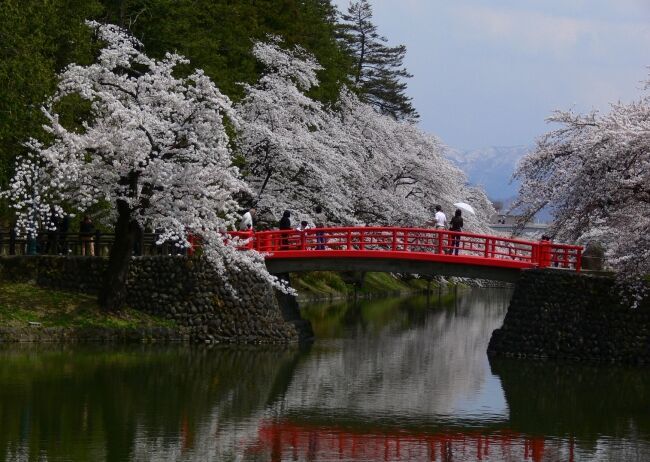 オンライン飲み会サービス『たくのむ』　全国の自治体や花見実行委員会と連携し、花見がオンラインで体験できるキャンペーンを開催いたします。の2枚目の画像