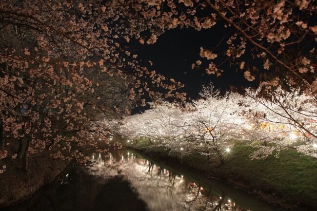 オンライン飲み会サービス『たくのむ』　全国の自治体や花見実行委員会と連携し、花見がオンラインで体験できるキャンペーンを開催いたします。の3枚目の画像