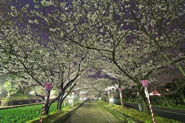 オンライン飲み会サービス『たくのむ』　全国の自治体や花見実行委員会と連携し、花見がオンラインで体験できるキャンペーンを開催いたします。の9枚目の画像