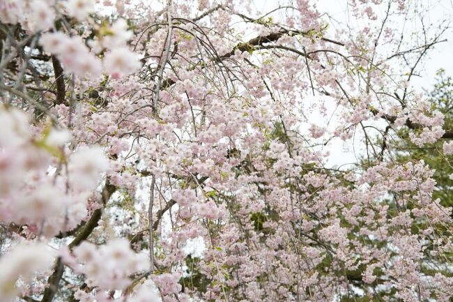 オンライン飲み会サービス『たくのむ』　全国の自治体や花見実行委員会と連携し、花見がオンラインで体験できるキャンペーンを開催いたします。の5枚目の画像