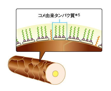 素髪の美しさを、頭皮から整える。強く艶やかな髪を目指した、大人のためのヘアケア誕生。「江原道 スカルプ エイジング リペア シャンプー／トリートメント」2020年5月8日（金）新発売の9枚目の画像