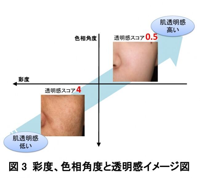 肌透明感を解き明かす　　肌透明感に関わる因子を特定し、客観的に評価する手法を開発の3枚目の画像