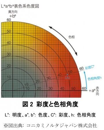 肌透明感を解き明かす　　肌透明感に関わる因子を特定し、客観的に評価する手法を開発の2枚目の画像