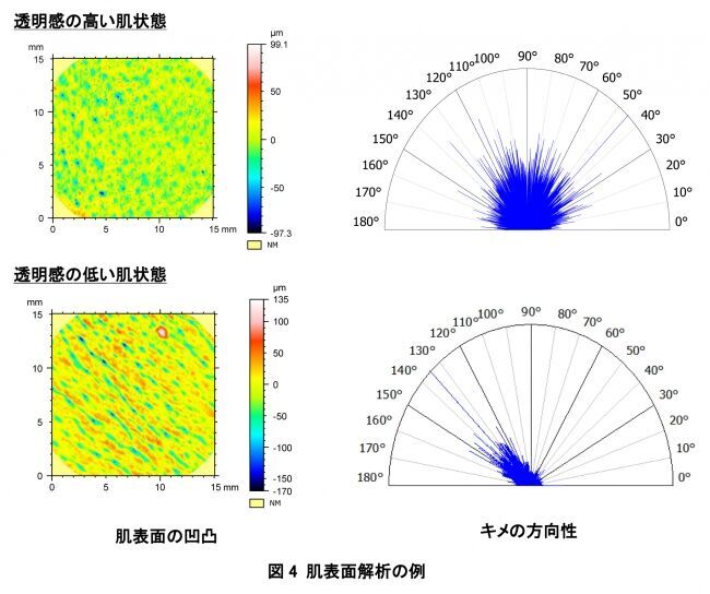 肌透明感を解き明かす　　肌透明感に関わる因子を特定し、客観的に評価する手法を開発の4枚目の画像