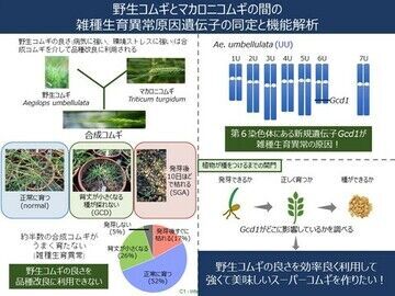 2019年度 第14回「ロレアル-ユネスコ女性科学者 日本奨励賞」受賞者発表の12枚目の画像