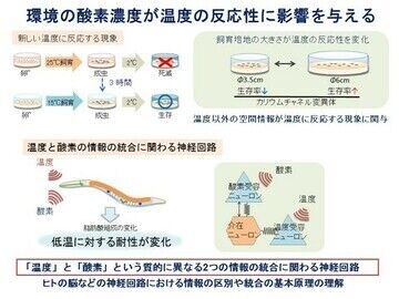 2019年度 第14回「ロレアル-ユネスコ女性科学者 日本奨励賞」受賞者発表の15枚目の画像