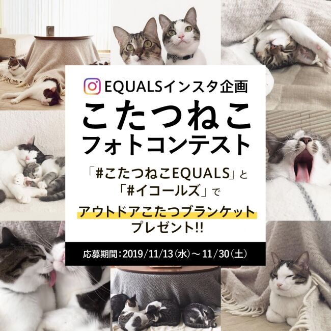 「ねこ」は本当に「こたつ」で丸くなるのか！EQUALSが【こたつねこフォトコンテスト 】開催の1枚目の画像