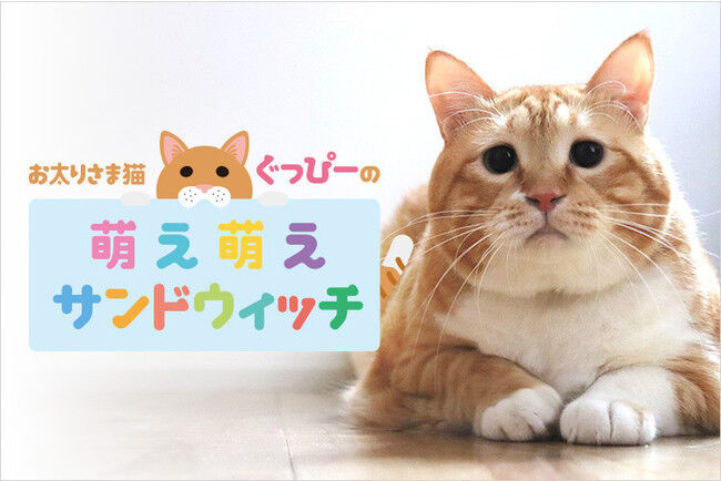 “お太りさま猫 ぐっぴー”をマルチアングルで楽しめるオリジナル動画がauスマートパスプレミアムで「猫の日」（2月22日）より配信開始の1枚目の画像