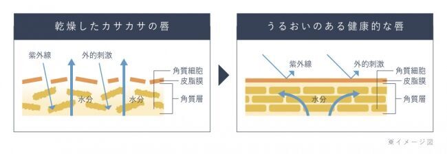 《唇専用 日焼け止め美容液》 で、紫外線ダメージを防ぐ。Borica リッププランパー エクストラセラムUV+ が、春夏限定で新登場！の3枚目の画像