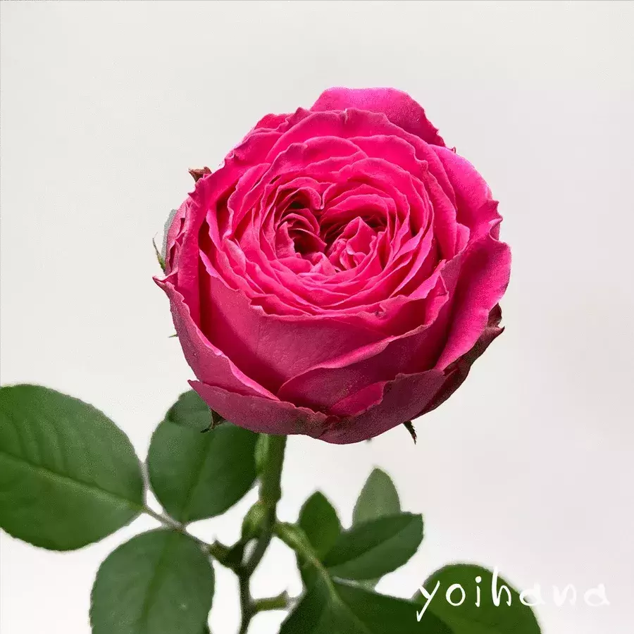 お花の生産者を応援する ワンフラワープロジェクト をスタート 最高品質の一輪のバラを実質無料でお届けするキャンペーンを開催 ローリエプレス お花の生産者を応援する ワンフラワープロジェクト をスタート 最高品質の一輪のバラを実質無料でお届けするキャンペーンを開催 ローリエプレス