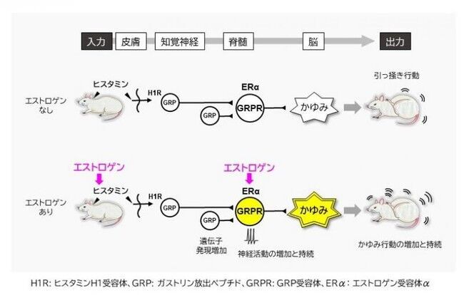 【岡山大学】女性は「かゆみ」に敏感？ -女性ホルモンの変動により「かゆみ」の感じ方が変わるしくみを解明-の3枚目の画像