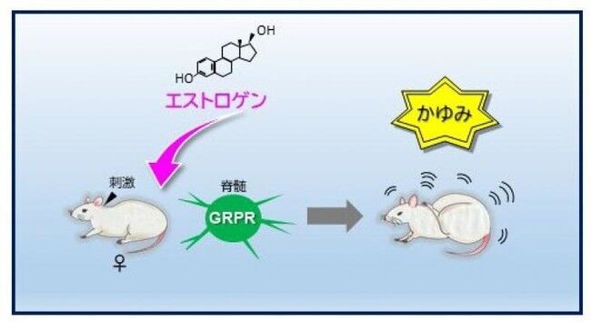 【岡山大学】女性は「かゆみ」に敏感？ -女性ホルモンの変動により「かゆみ」の感じ方が変わるしくみを解明-の2枚目の画像