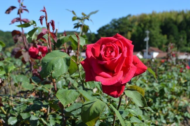 ★リンレンから、美肌の湯・岡山県湯原温泉水＋国産植物成分7種配合「エシカルボディソープ」新発売★の3枚目の画像