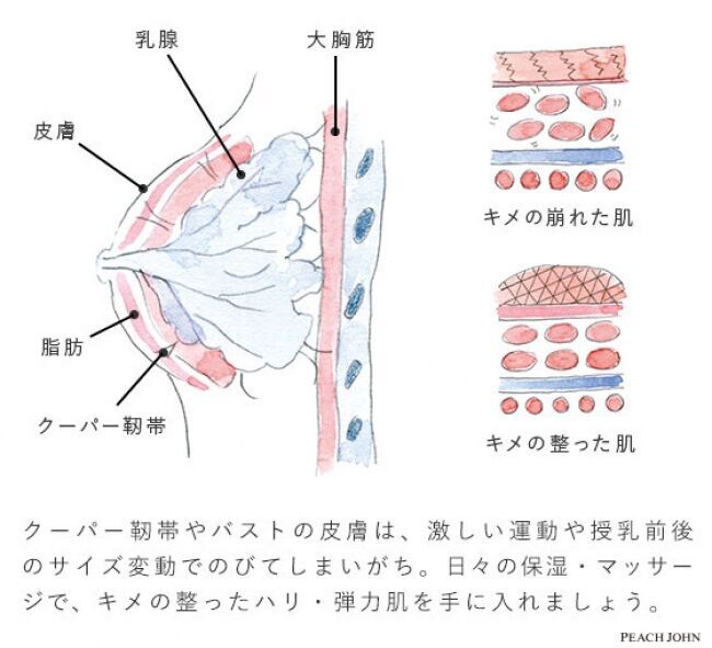 【本日発売！ピーチ・ジョンの人気ナイトブラがデザイン、着け心地を改良】気になるお悩みも大調査！の2枚目の画像