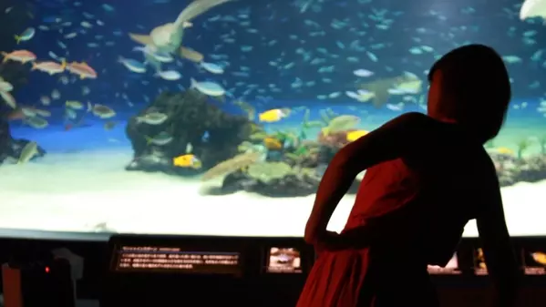 ヨガ好きはもう知ってる 究極の癒し サンシャイン水族館で夜ヨガ ローリエプレス