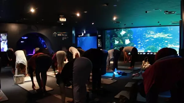 ヨガ好きはもう知ってる 究極の癒し サンシャイン水族館で夜ヨガ ローリエプレス