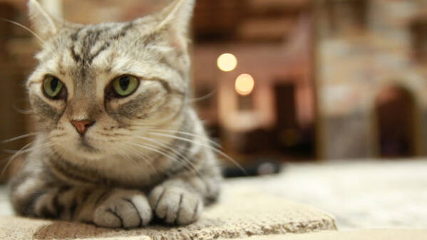 推しニャンと愛を深める もふもふキュートな猫カフェ6選 ローリエプレス