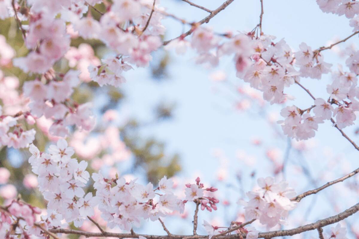 ロフト に急げ 集めたくなる桜のディズニーグッズに胸キュンが止まらない ローリエプレス