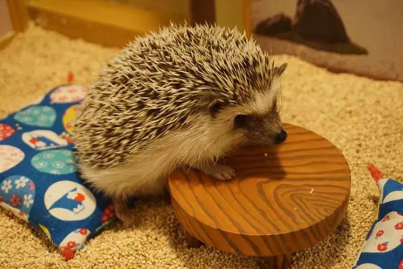 超かわいくて癒やされる ハリネズミとフクロウのふれあいカフェに行ってきた ローリエプレス