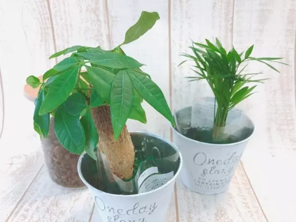 3coins 春はお部屋に緑を おすすめ観葉植物とプランター ローリエプレス