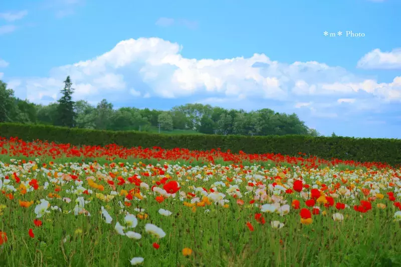 Today S Photo 18 6 28 夏間近のきれいな景色 ローリエプレス