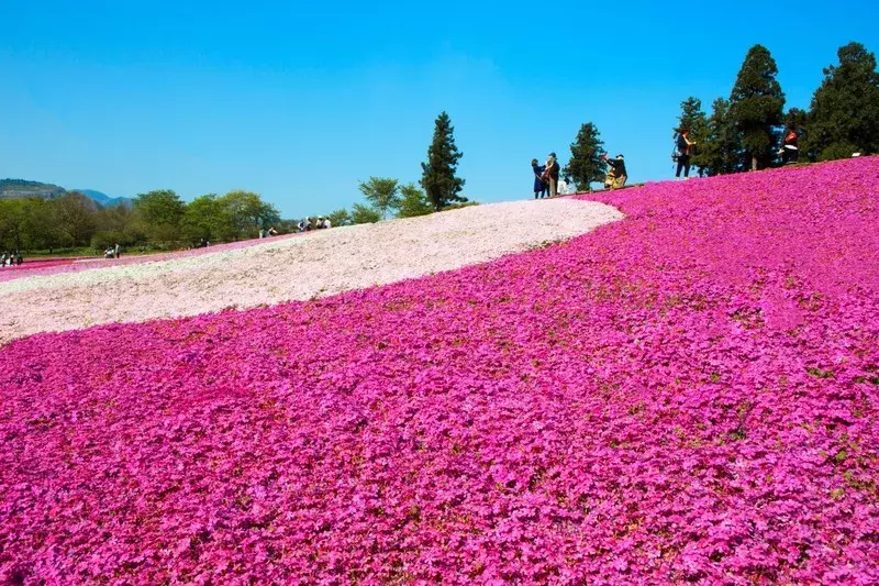 一度は見ておきたいほどの絶景 日本の 花の名所 とおすすめお宿5選 ローリエプレス