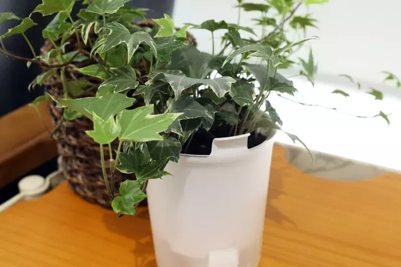 無印良品 1000円以下で買えるおしゃれなグリーンやプランターカバー4選 空間に癒やしを取り入れよう ローリエプレス