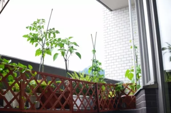 プランターで家庭菜園 初心者でも 野菜をすくすく育てる 簡単な方法 ローリエプレス