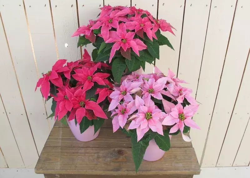 おしゃれって褒められた プリンセチアの飾り方6選 ローリエプレス