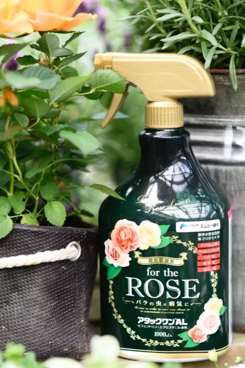 激変 面倒なバラ栽培 1本でアレコレ丸っと対策できて便利すぎ ローリエプレス