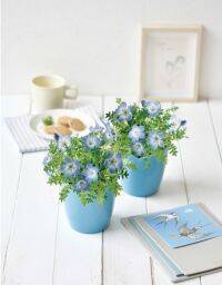 【空色の花】鮮やかな青がきれいなネモフィラの栽培キットがヴィレヴァンオンラインに登場