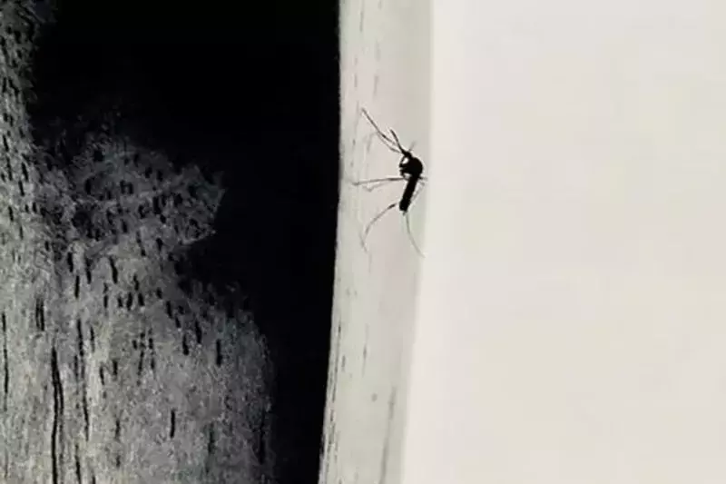 ベランダに虫が発生 大量発生しやすい小さな虫の種類と駆除方法は ローリエプレス