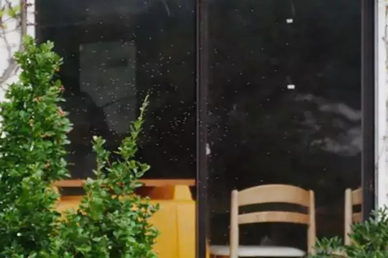 ベランダに虫が発生 大量発生しやすい小さな虫の種類と駆除方法は ローリエプレス ベランダに虫が発生 大量発生しやすい小さな虫の種類と駆除方法は ローリエプレス