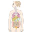 ホルモン特集まとめ ローリエプレス