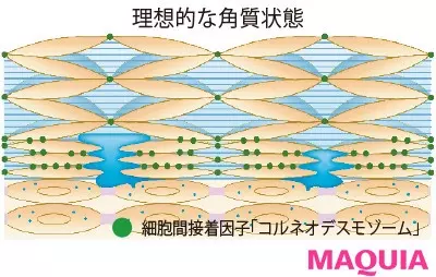 肌のごわつき改善のカギは 角質ケア 保湿などおすすめのスキンケアまとめ ローリエプレス