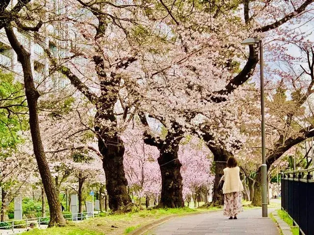 東京 お花見スポット 全長約2km 飯田橋駅 市ヶ谷駅の桜並木が綺麗 ローリエプレス