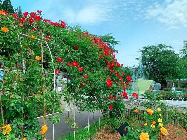 岩手 県内随一のバラの園 花巻温泉バラ園 ローリエプレス