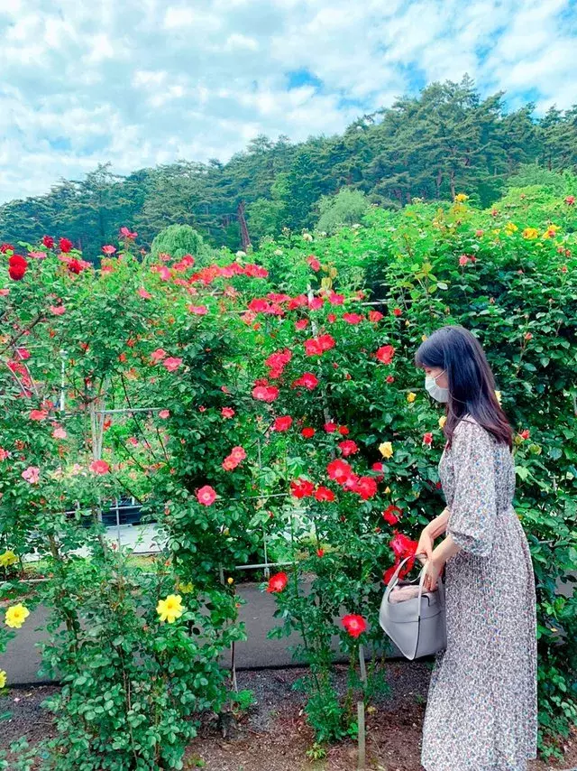 岩手 県内随一のバラの園 花巻温泉バラ園 ローリエプレス