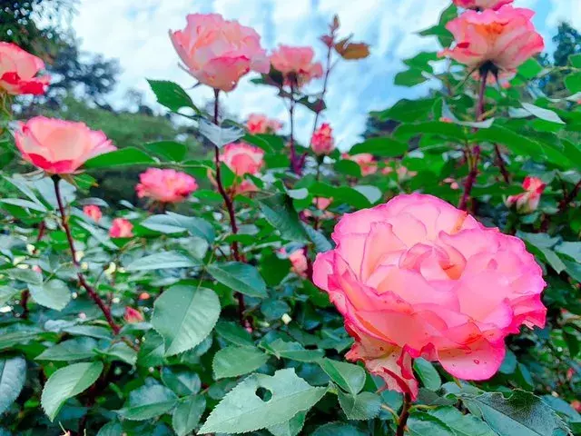 岩手 県内随一のバラの園 花巻温泉バラ園 ローリエプレス