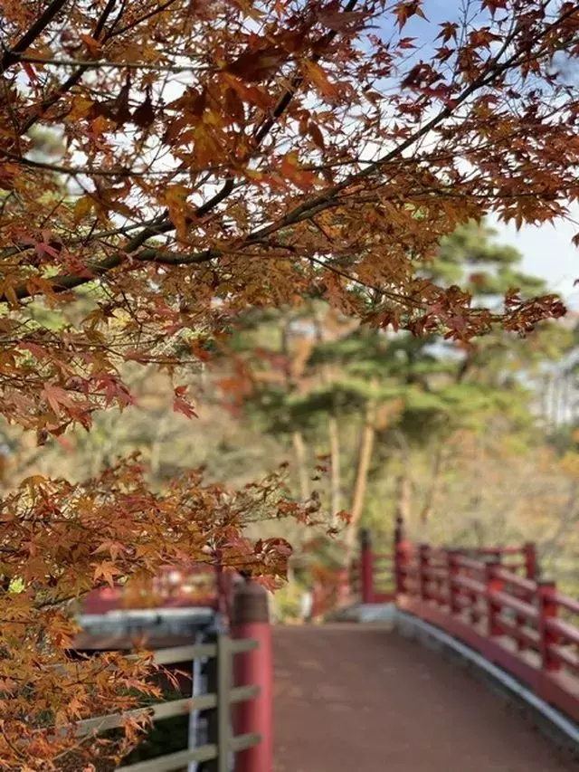 新潟観光 紅葉 桜シーズンにもおすすめ 新潟弥彦公園 もみじ谷 でお散歩 ローリエプレス