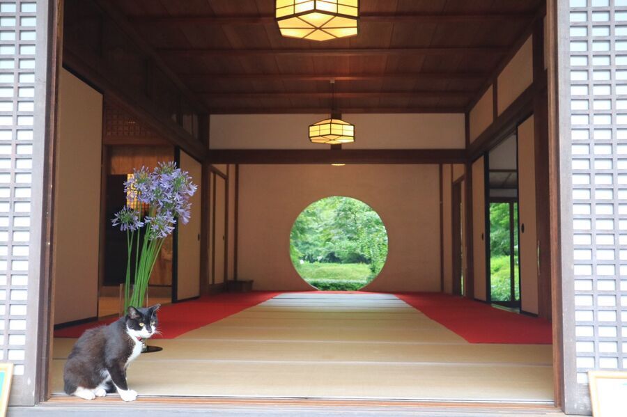 夏着物で鎌倉女子旅がとっても映え♡  紫陽花が見たいならいまが見頃♡の21枚目の画像