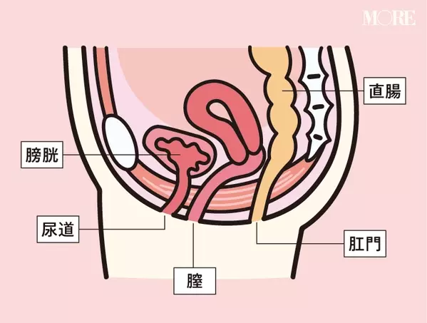 膀胱炎 尿モレ 頻尿etc 20代女子にも多い 小 にまつわる不快感や疑問にお答えします デリケートゾーンの話第四夜 ローリエプレス