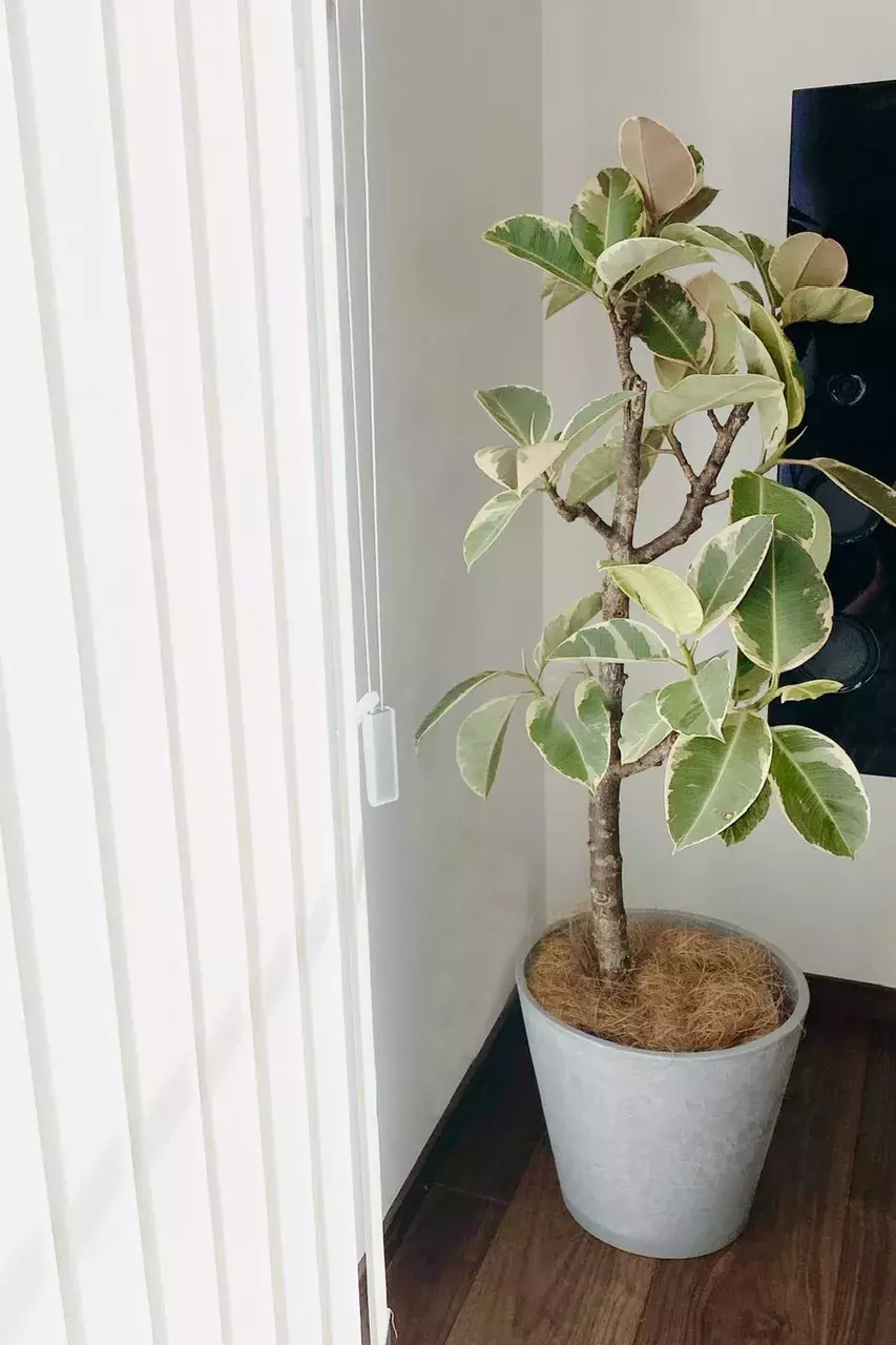 お部屋に観葉植物を 横浜マリン ウォークでショッピング ローリエプレス