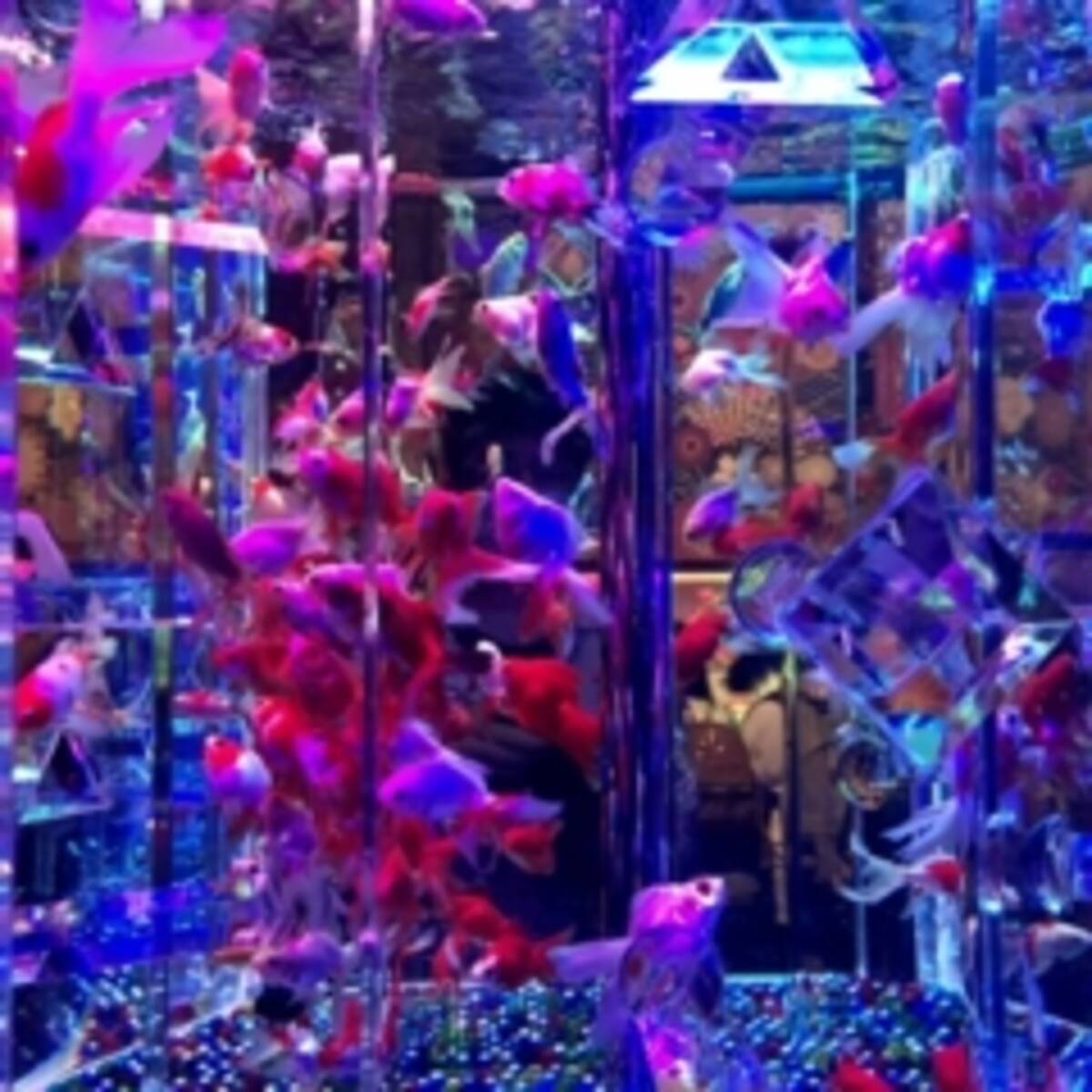 都内お出かけ チケット予約必須 第六感で楽しむ美術館 パワーアップして帰ってきたアートアクアリウム ローリエプレス