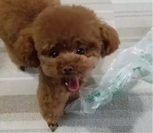 今月のわんこ トイプードル テテちゃんの舌がべろ んな瞬間5選 可愛すぎて人形みたい ローリエプレス