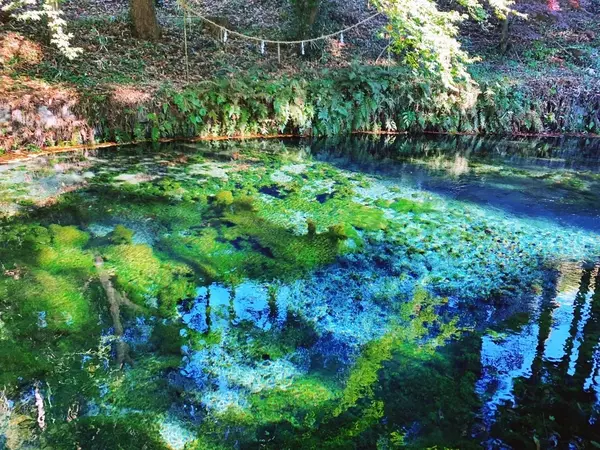 女子旅 煌めく水面が幻想的 名水百選にも選ばれた水源が綺麗 ローリエプレス