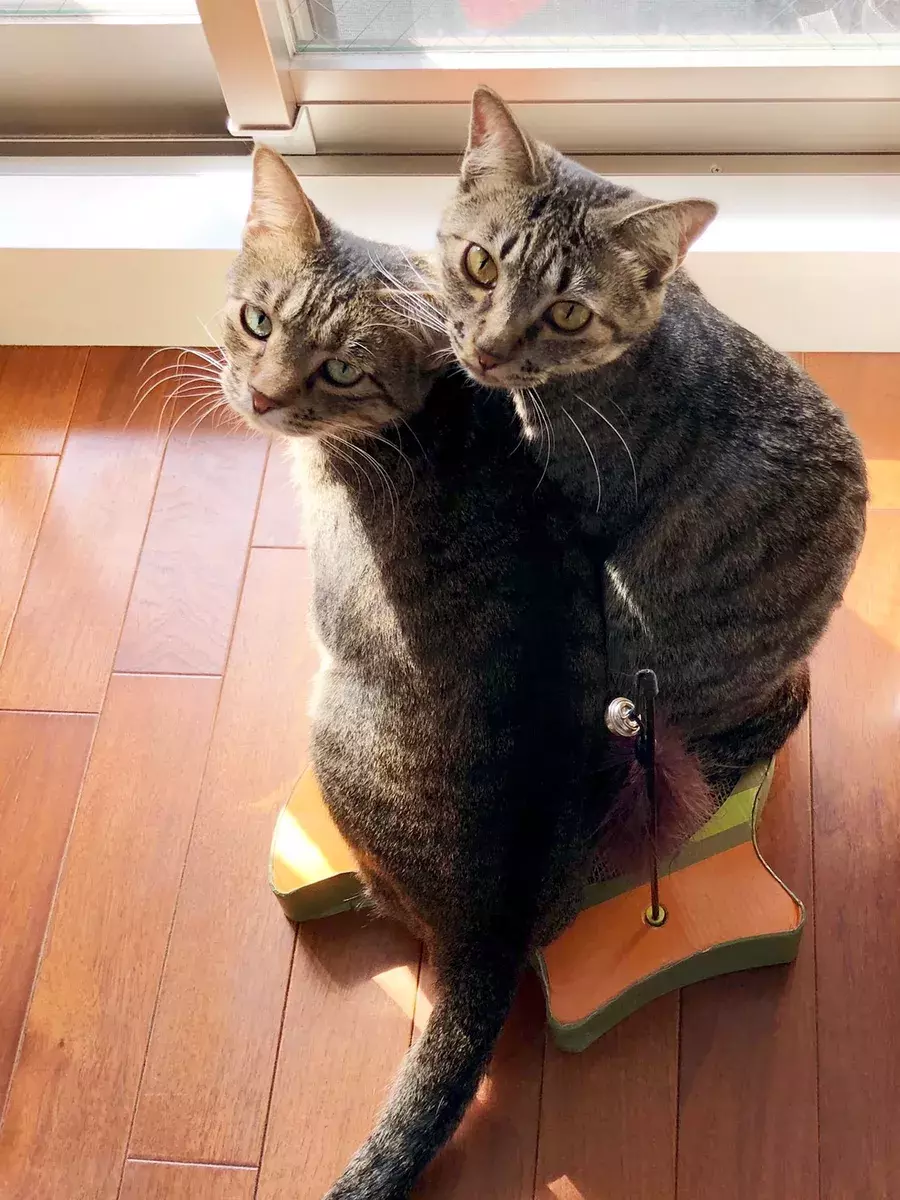 今月のにゃんこ がんくんとサンちゃんの仲良しショットをお届け ローリエプレス