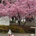 【今日のわんこ】河津桜の下でパシャリ！太郎くん