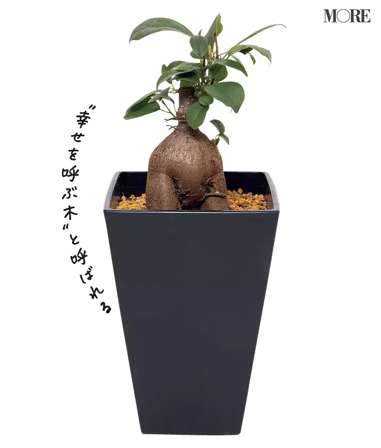 観葉植物の育て方 初心者が失敗しないコツを伝授 ローリエプレス