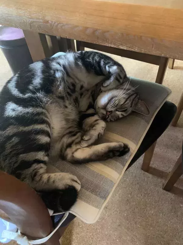 今日のにゃんこ 猫じゃらし愛がすぎる ソラくん ローリエプレス